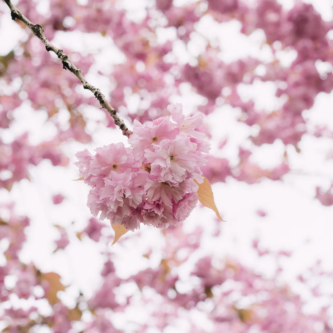 20190419-untitled shoot-5727.jpg