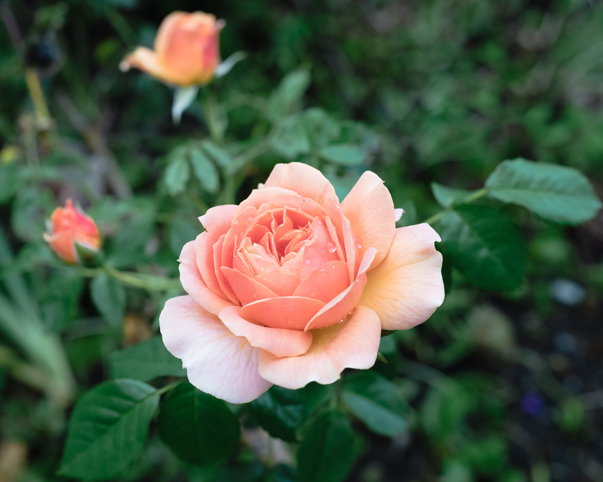 20250601-untitled shoot-3329.jpg