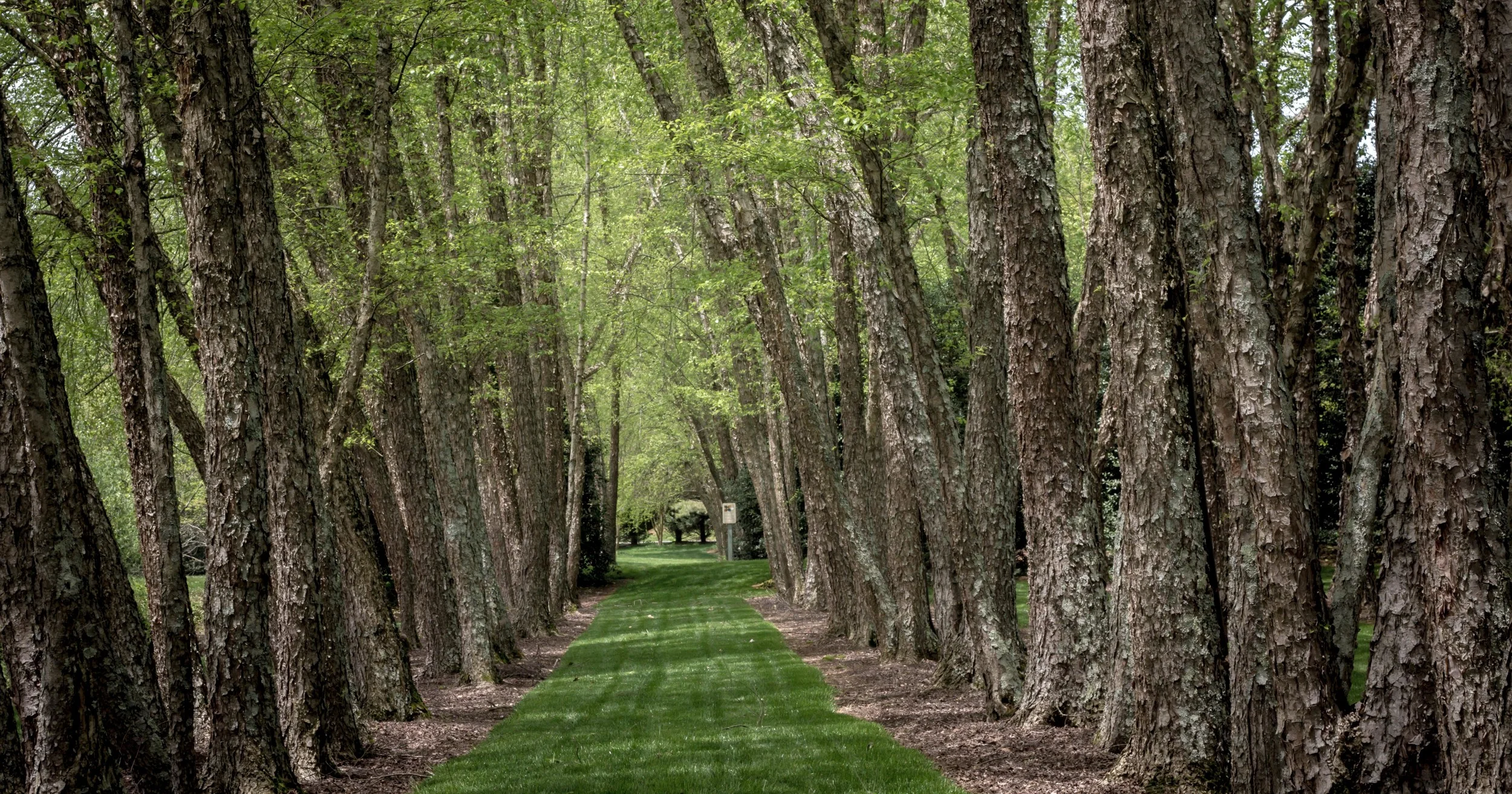 The Path (Gibbs Gardens, Ball Ground, GA)