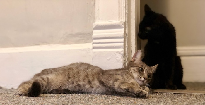 Leaving the presence of fools does not require us to leave all photographs of cats. I'm thinking more people. Maybe just some cats. 