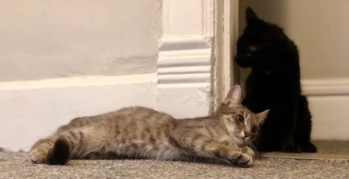 Eliminate the Foolishness: Sanitize Your Social Media