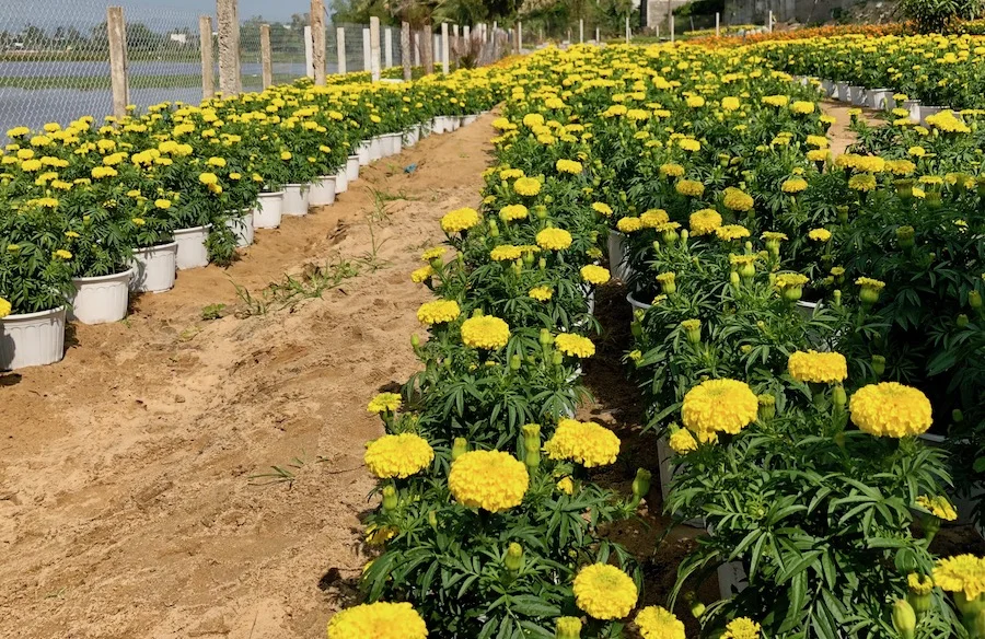 Today is also the start of Lunar New Year - which is a deadline for billions of people throughout Asia. These yellow flowers are a part of the celebration in Vietnam. 