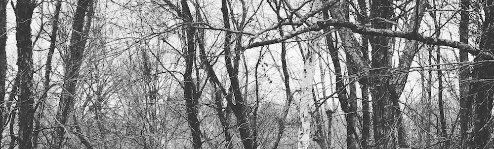Sometimes a walk in the woods is exactly right for the soul. 