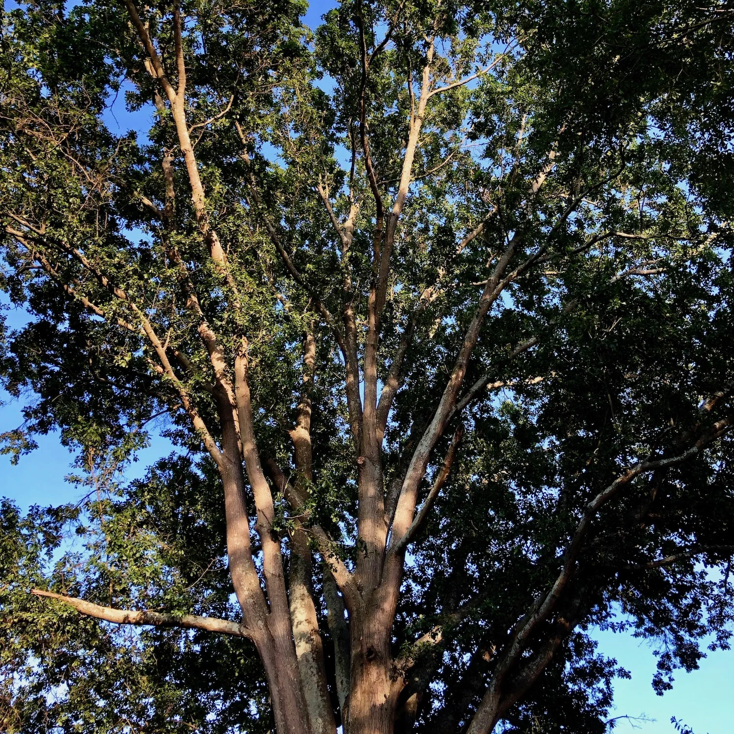IMG_2919.jpeg