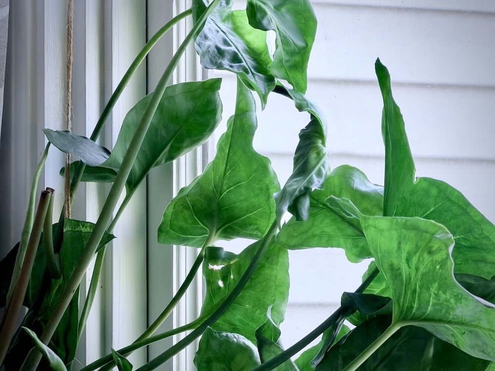 Career Sweet Spot: Find Work That Fits Your Strengths, Purpose, and Contribution Style