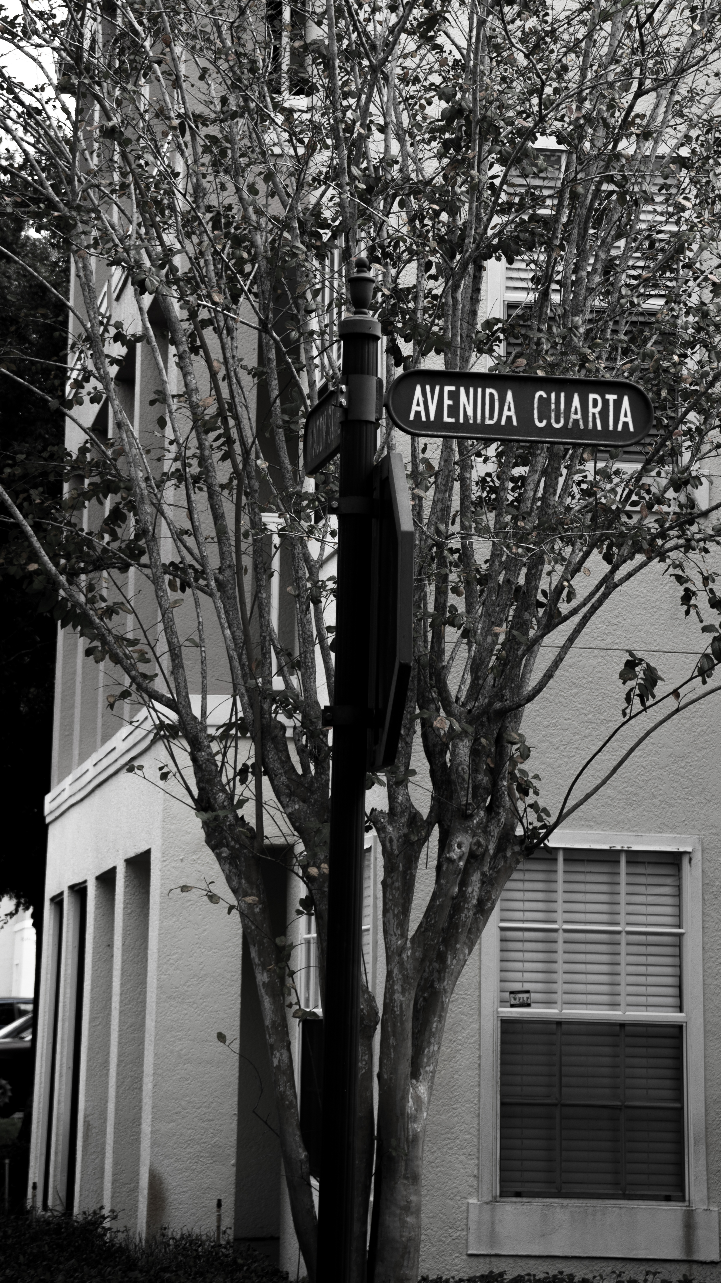 Tree at the corner of the lane