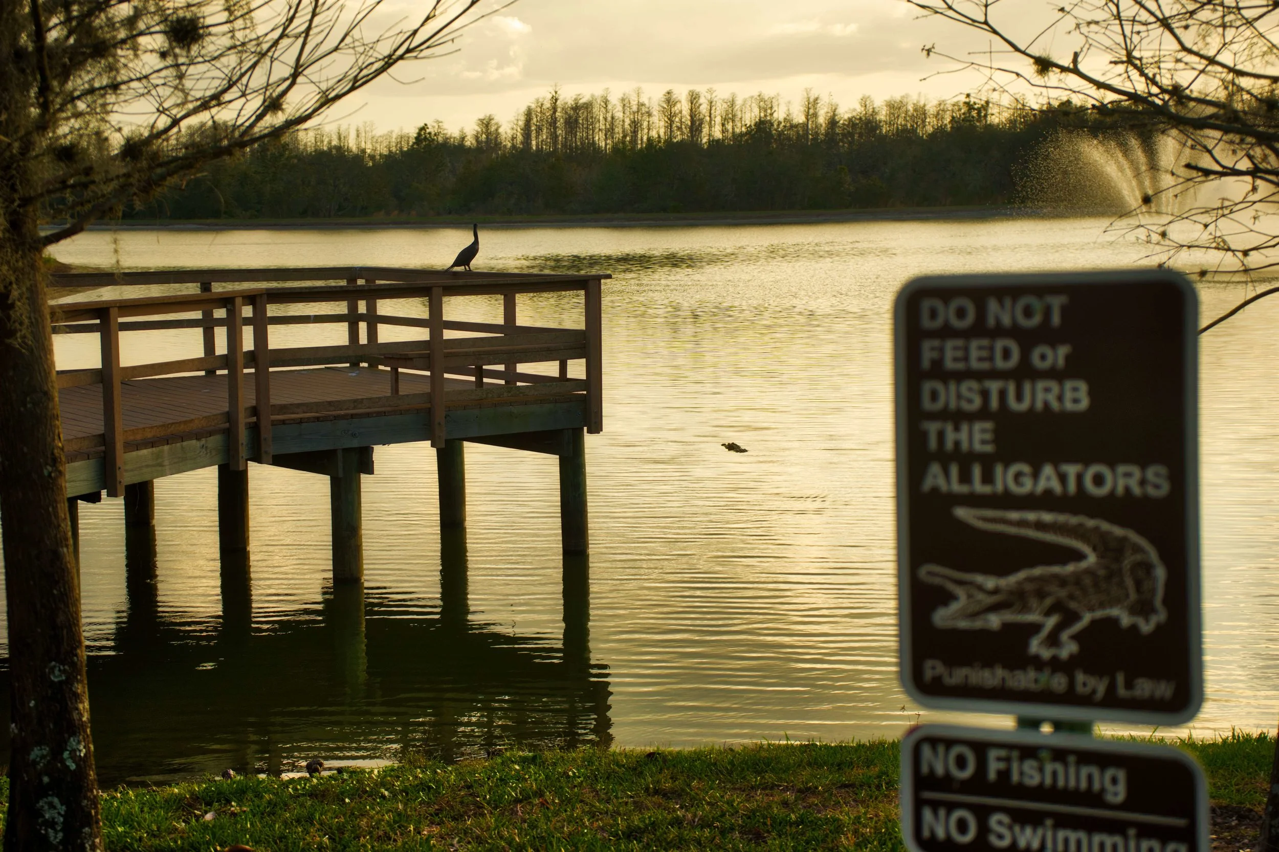 Does the bird know not to feed the gator?
