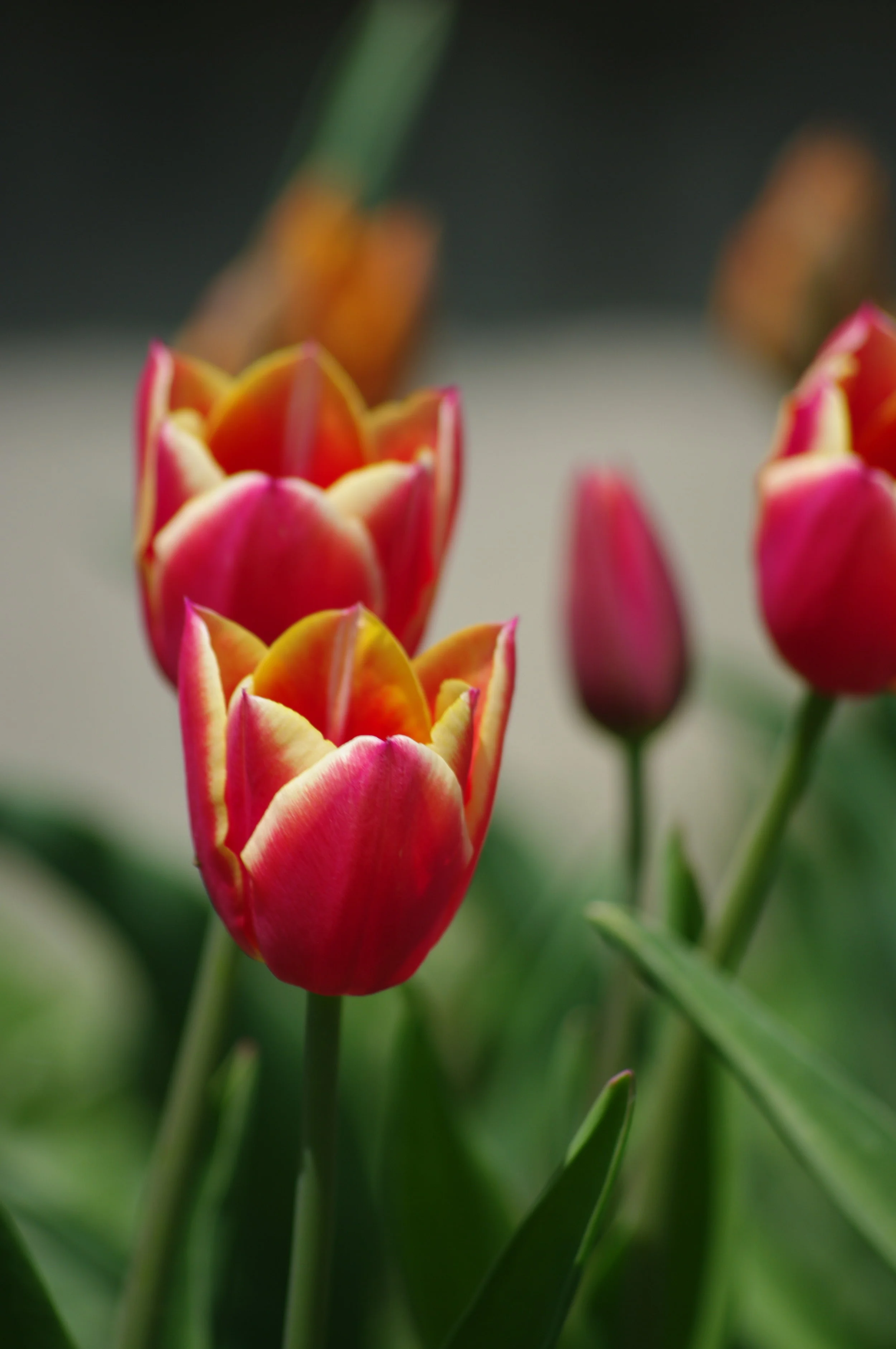 A flower in time