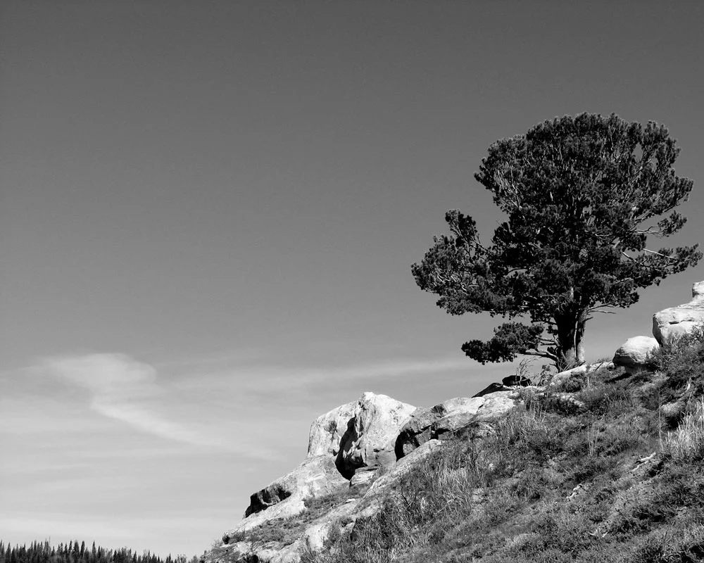 Lone-Sentienel-web.jpg