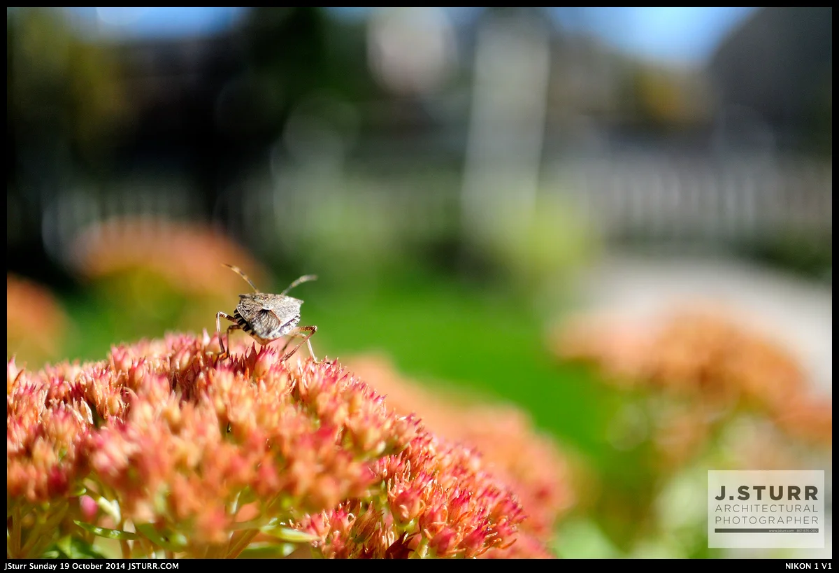 Nikon V1 - 18.5mm