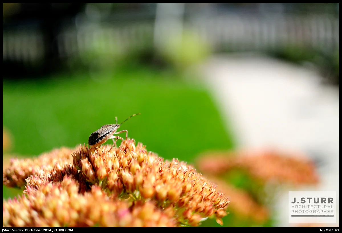 Nikon V1 - 18.5mm