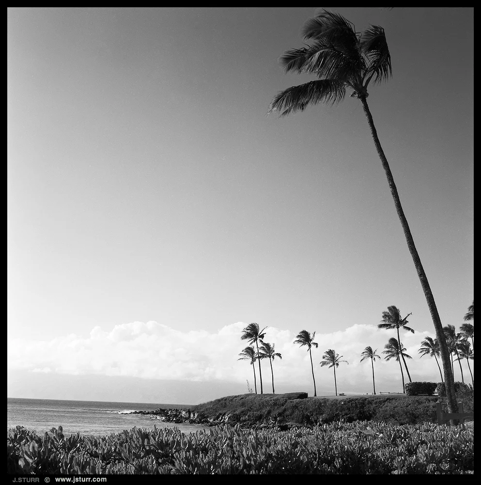 YashicaMat 124G - Ilford 50 Pan f