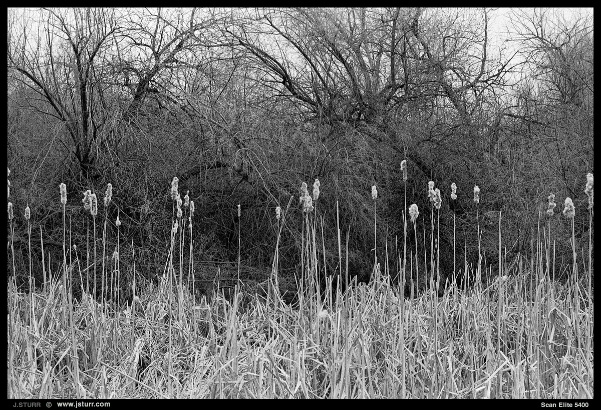 Nikon F100, Ilford Delta 400