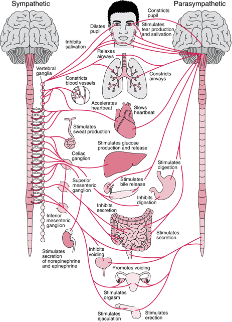 The parasympathetic nervous system