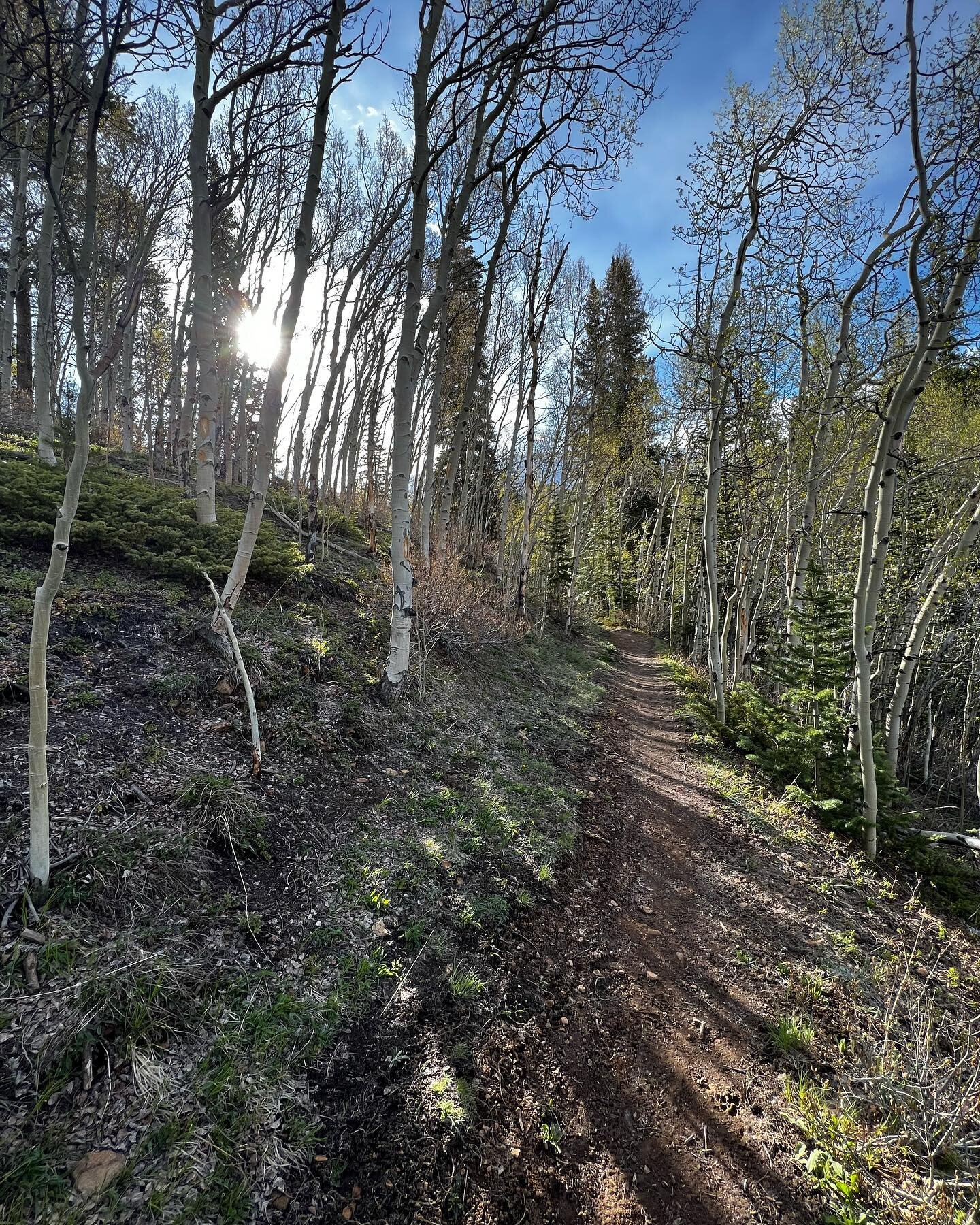 Took a quick hike this morning to confirm that spring is in fact still coming this year. The aspens in aspen alley are JUST starting to leaf but snow is in the forecast tonight. 

#breckenridgecolorado #breckenridge #colorado #summitcounty #summitcou