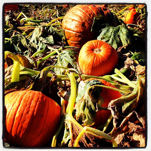 Pumpkins #pumpkins #pumpkinpicking #old #fall http:distilleryimage5.s3.amazonaws.com9690d8e01de111e29c8912313819105c_7.jpg