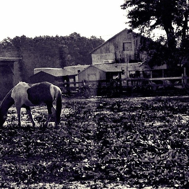 On_the_farm__horses__b_w__vscocam.jpg