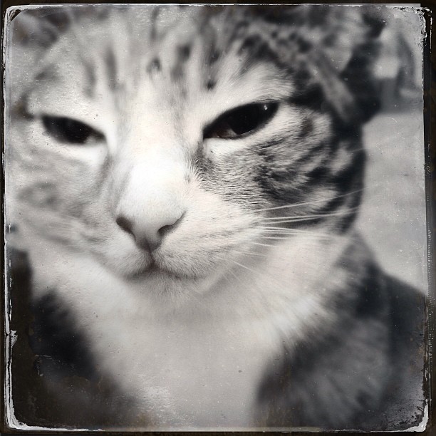 Daisy__catsofinstagram_httpdistilleryimage2.s3.amazonaws.com57e0d0d8538711e2b85522000a9e28f2_7.jpg