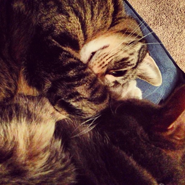 Mona_loves_Enzo_like_a_dad__catsofinstagram__cute__monza__enzo_httpdistilleryimage7.s3.amazonaws.com018e6108587a11e2a5d622000a1e94d6_7.jpg