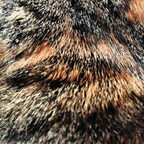 Mini kitty http:distilleryimage5.s3.amazonaws.com70448a780fd211e2a7ed22000a1cdb20_7.jpg