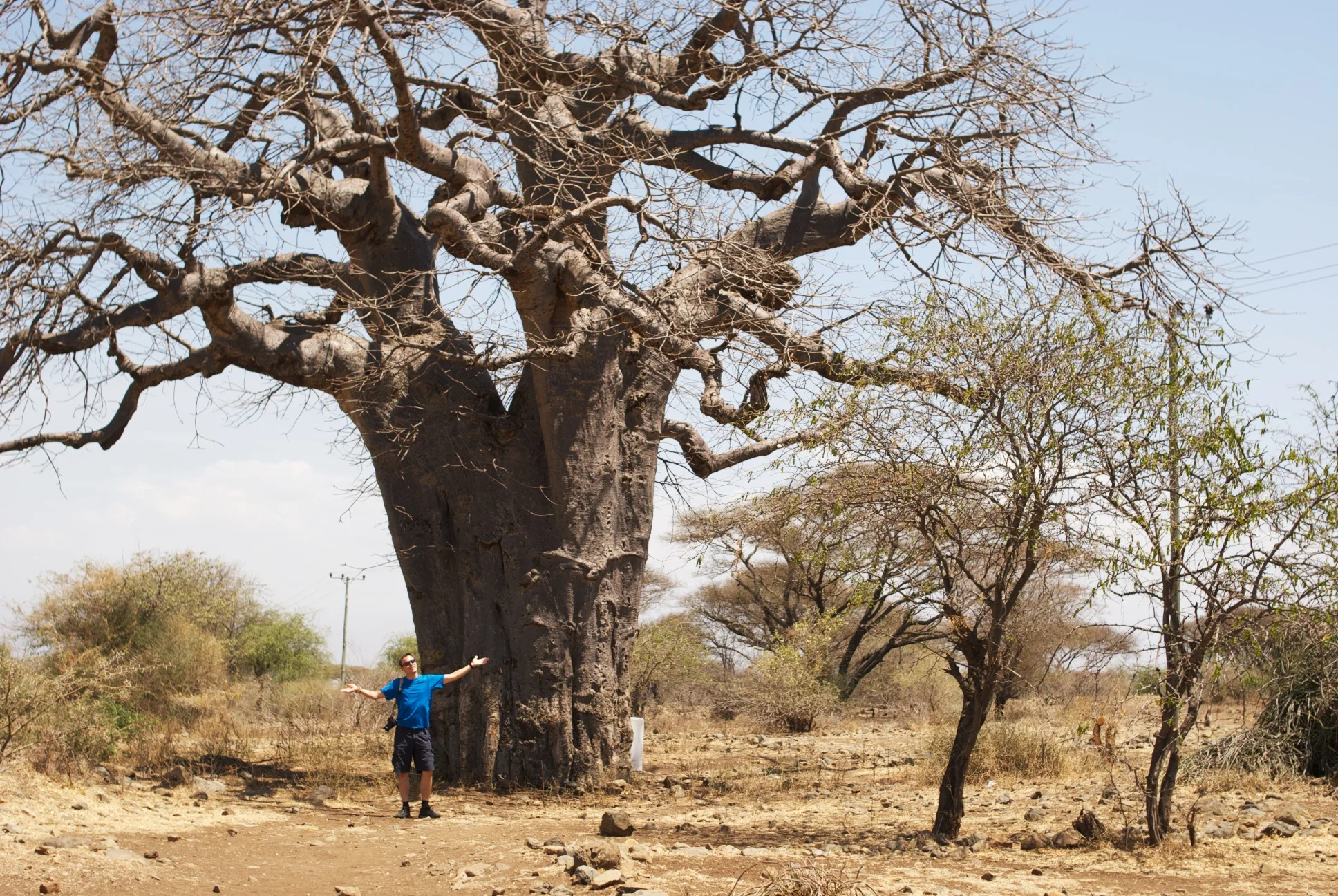 Boabab tree, Tanzania