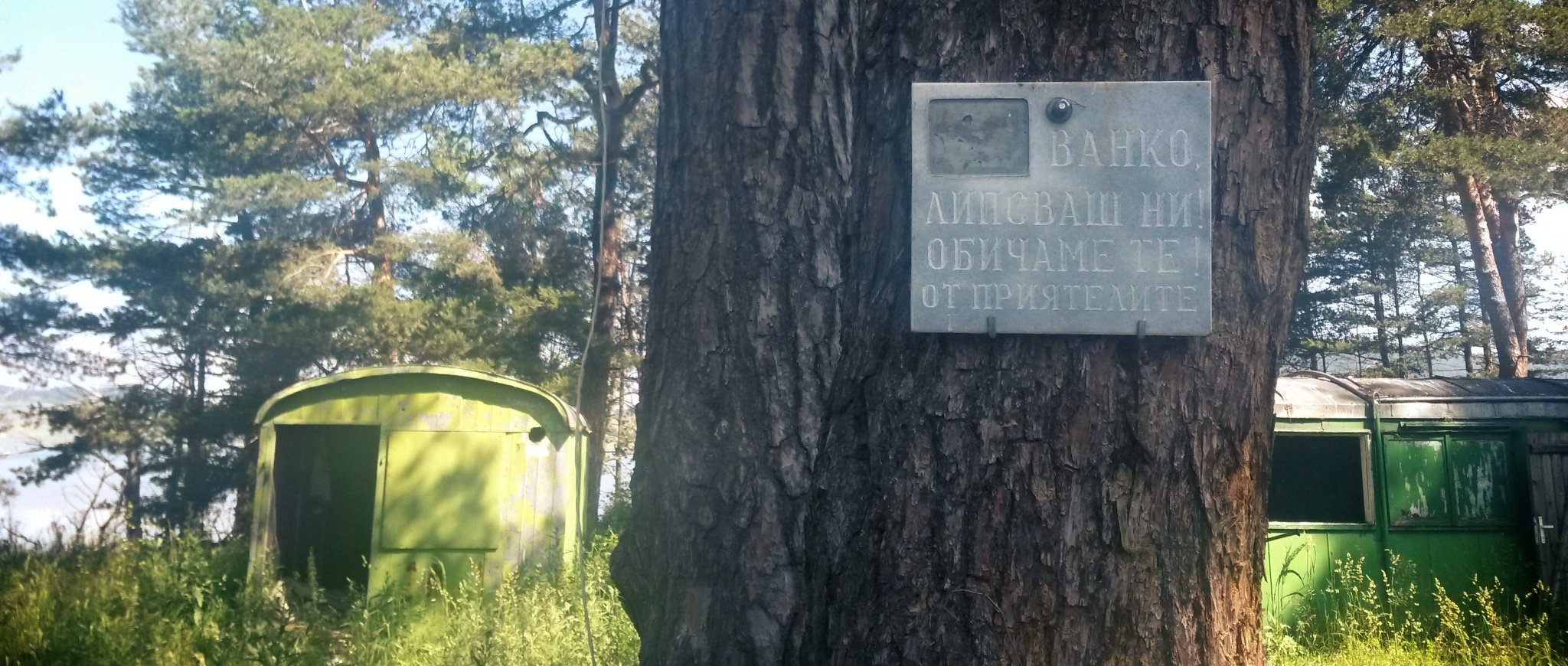 Grave plate hanging on the tree
