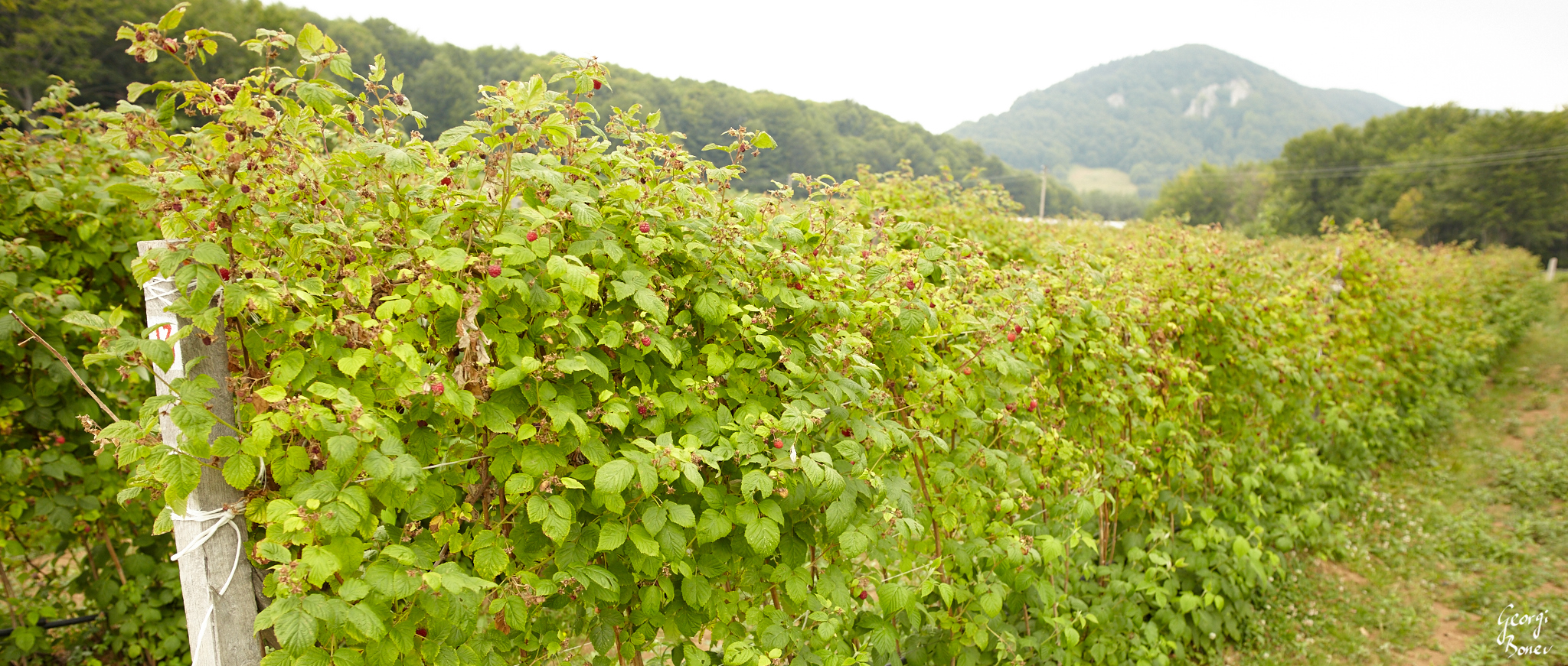 The raspberry fielf of Trastenaya, Bulgaria