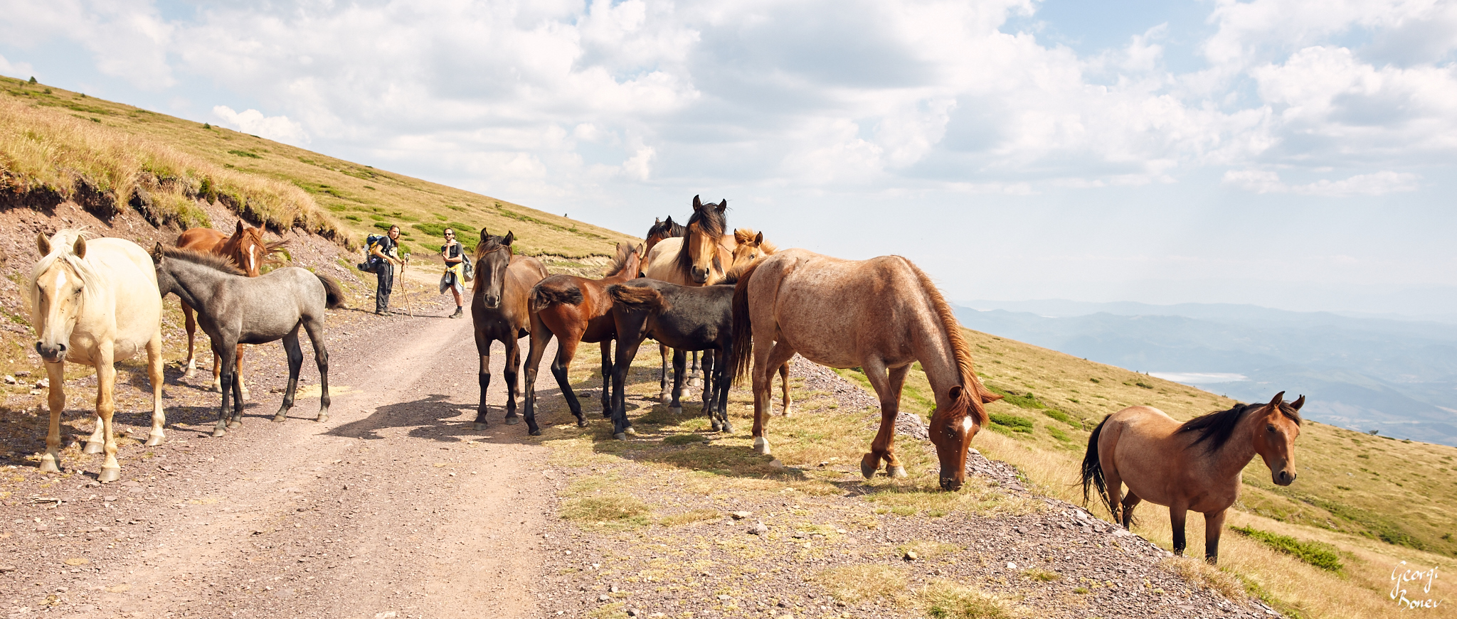 The wild horses of Mt. Stara Planina, Bulgaria