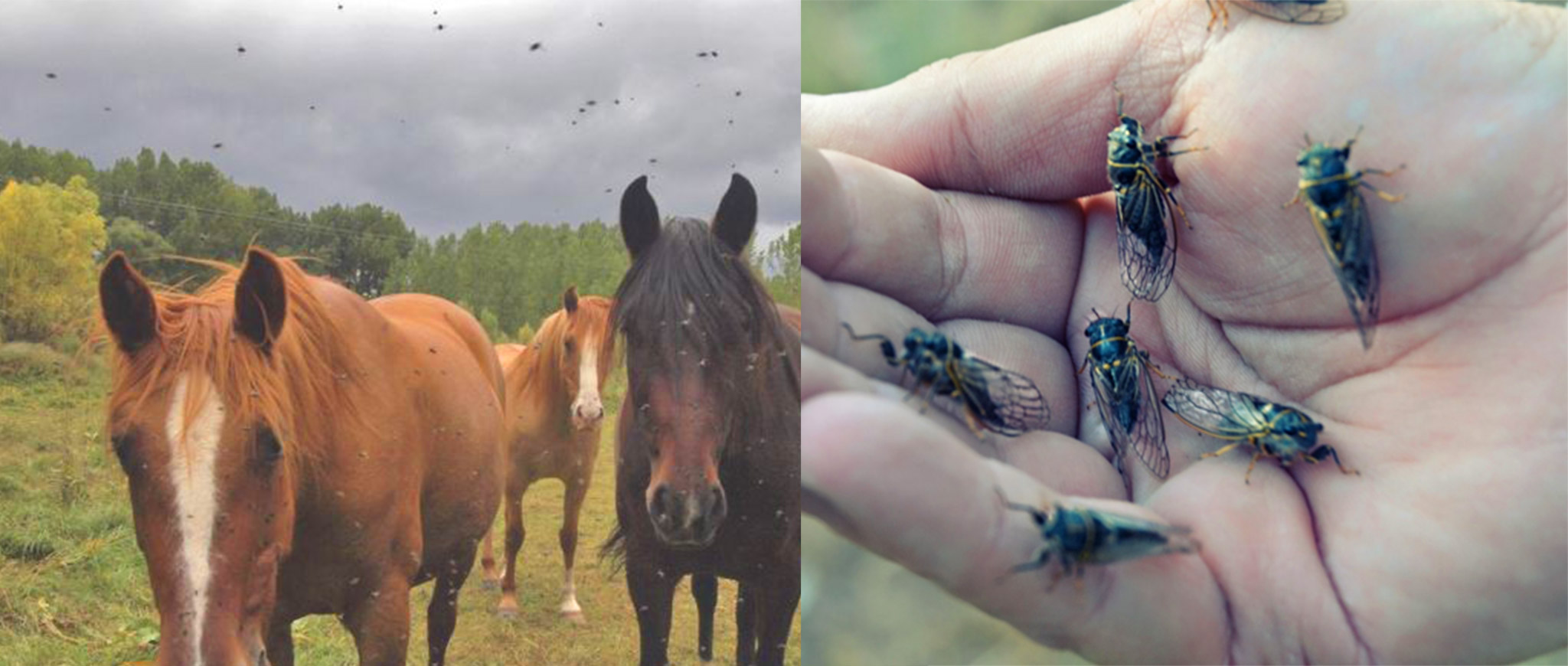 Horse flies, Image source: google