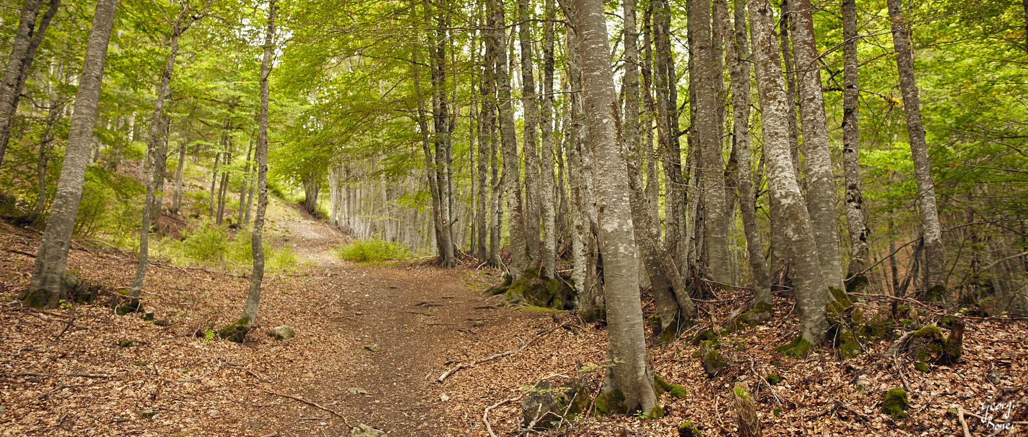 the forest above my camp, Mavrovo National Park, Macedonia