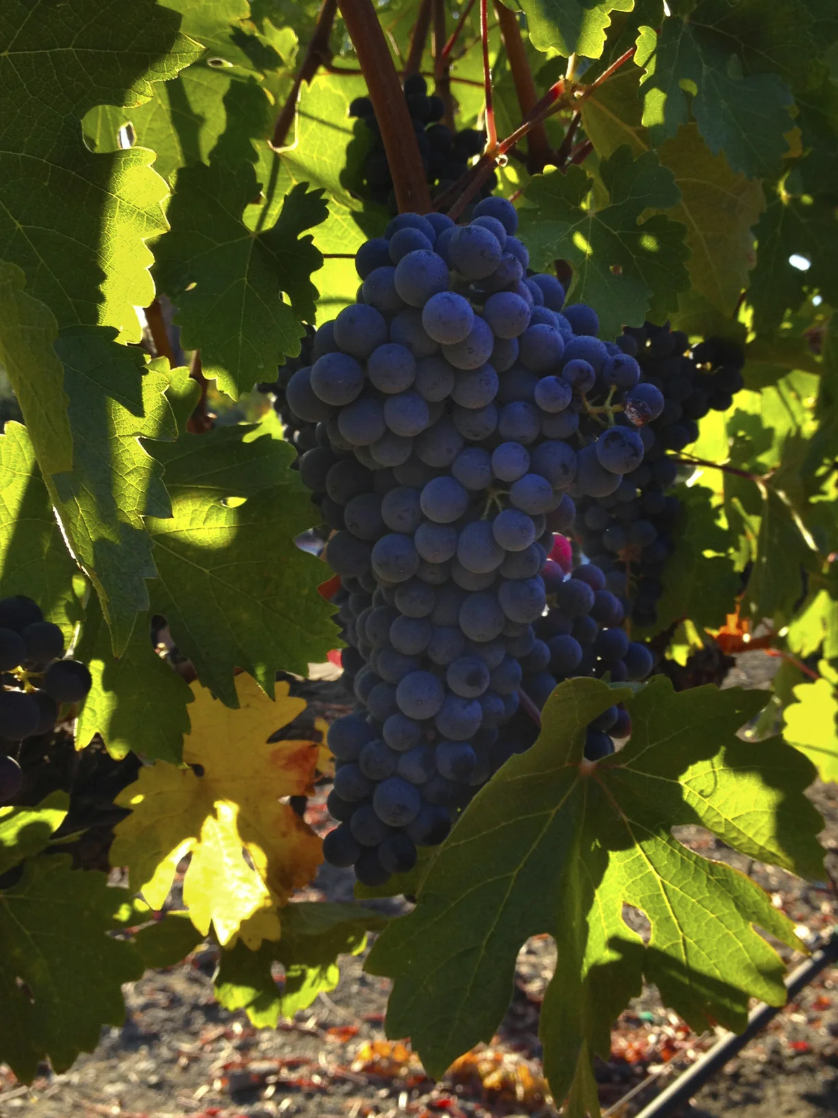 A perfect bunch of cabernet framed by the light of this morning's dawn
