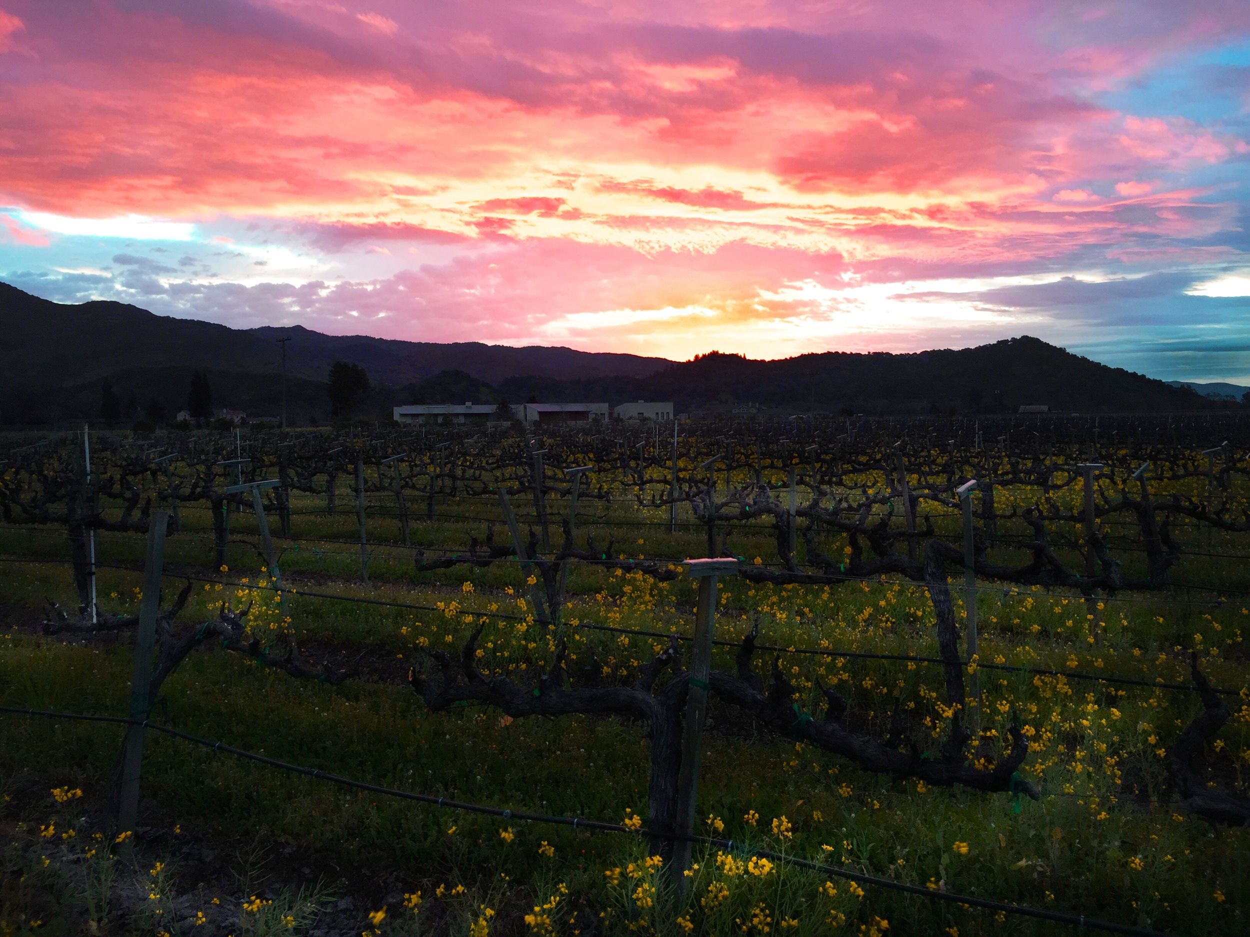 Clouds at dawn signal the arrival of the "Pineapple Express in the Napa Valley. Soon the spring mustard and the vines will get a good drink
