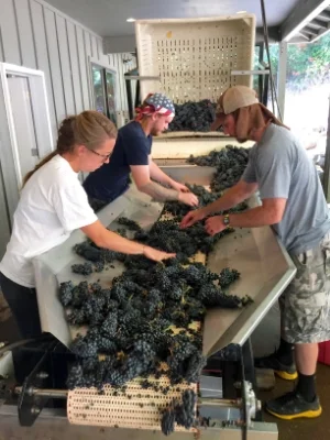 Our Oregon crew sorting pinot noir