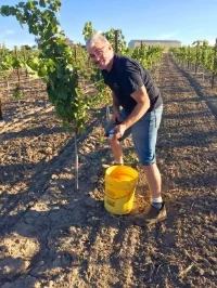 Winemaker Tony Rynders harvesting Maverick Vineyard