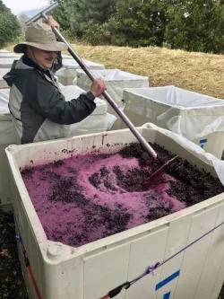 Punching down Troon Tempranillo in the rain under our old oak tree.