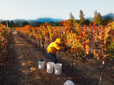 Harvesting malbec