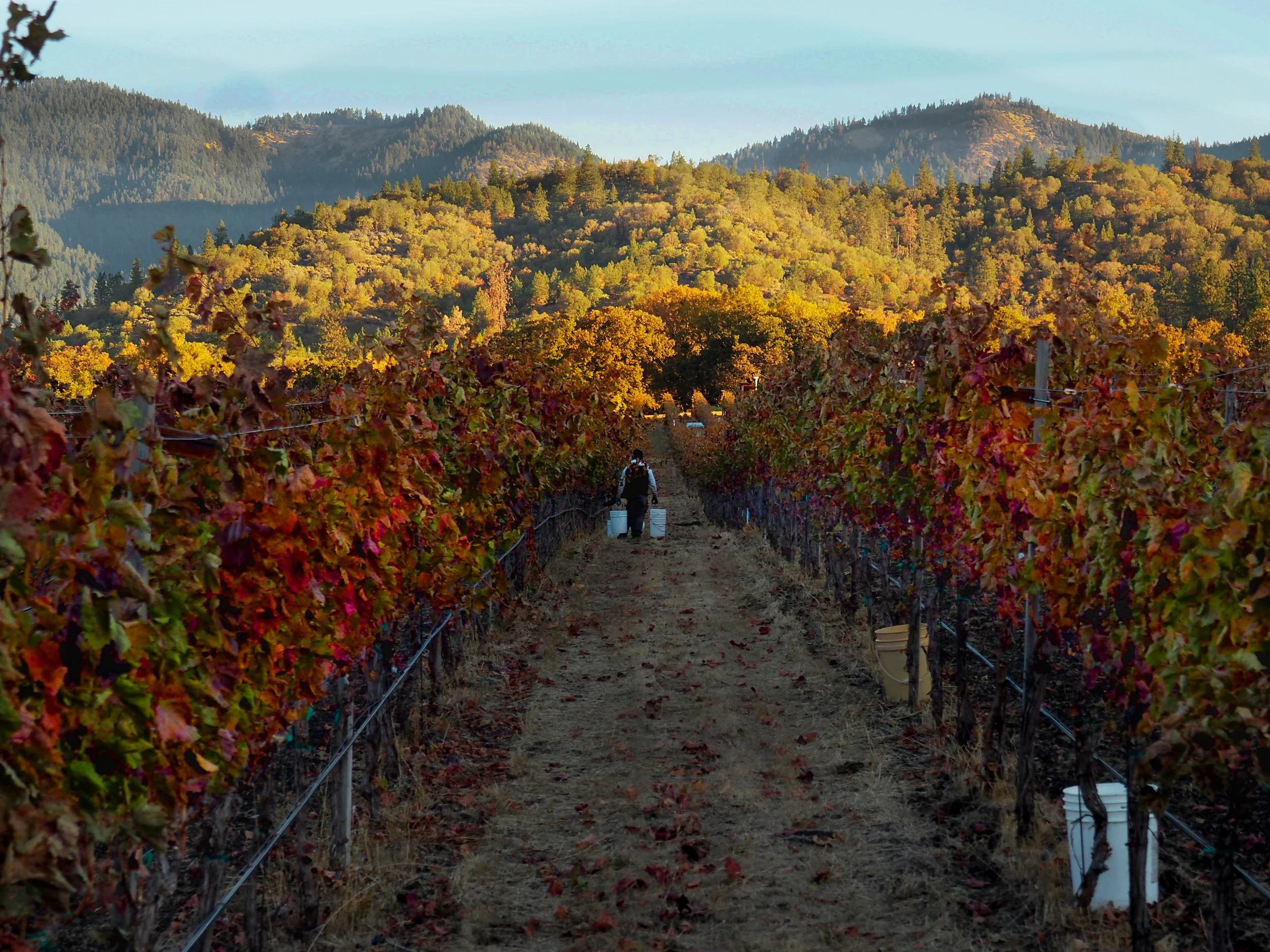 Picking starts at dawn with the vines still in the shade of the Siskiyou Mountains, which are already brightly illuminated.