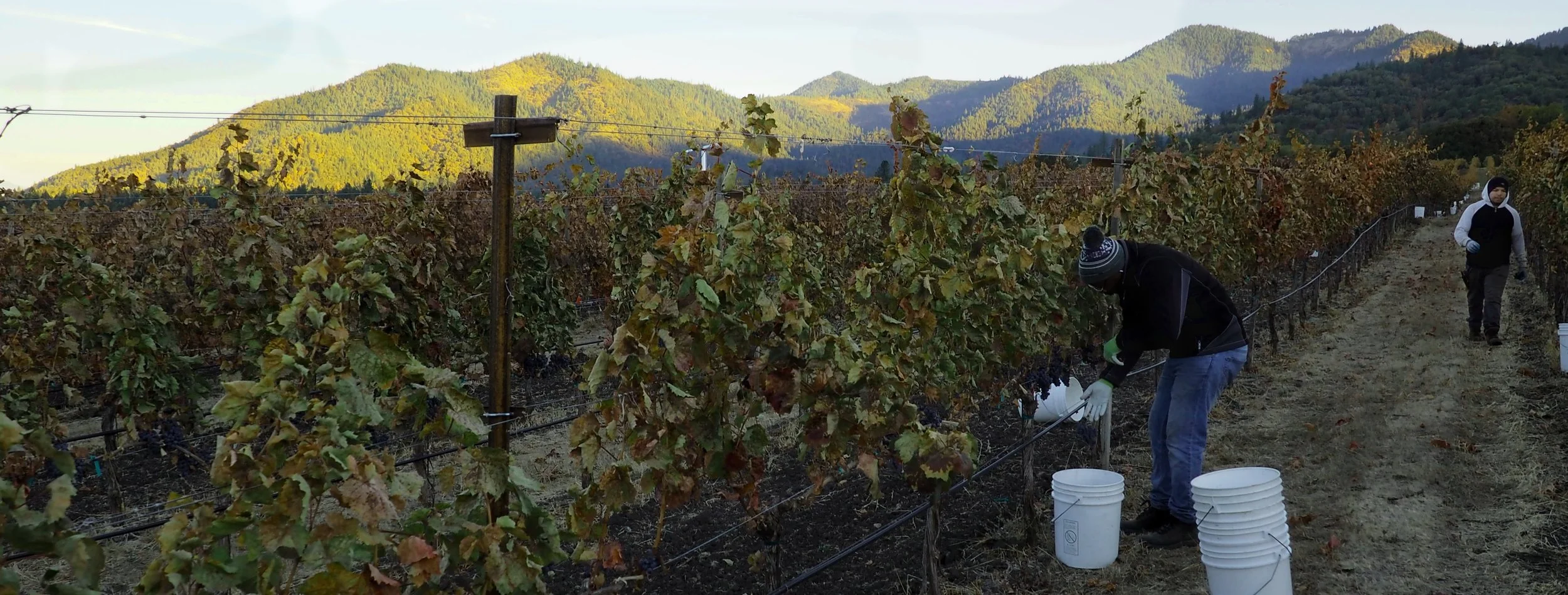 Banele and Jesus picking malbec as dawn breaks.