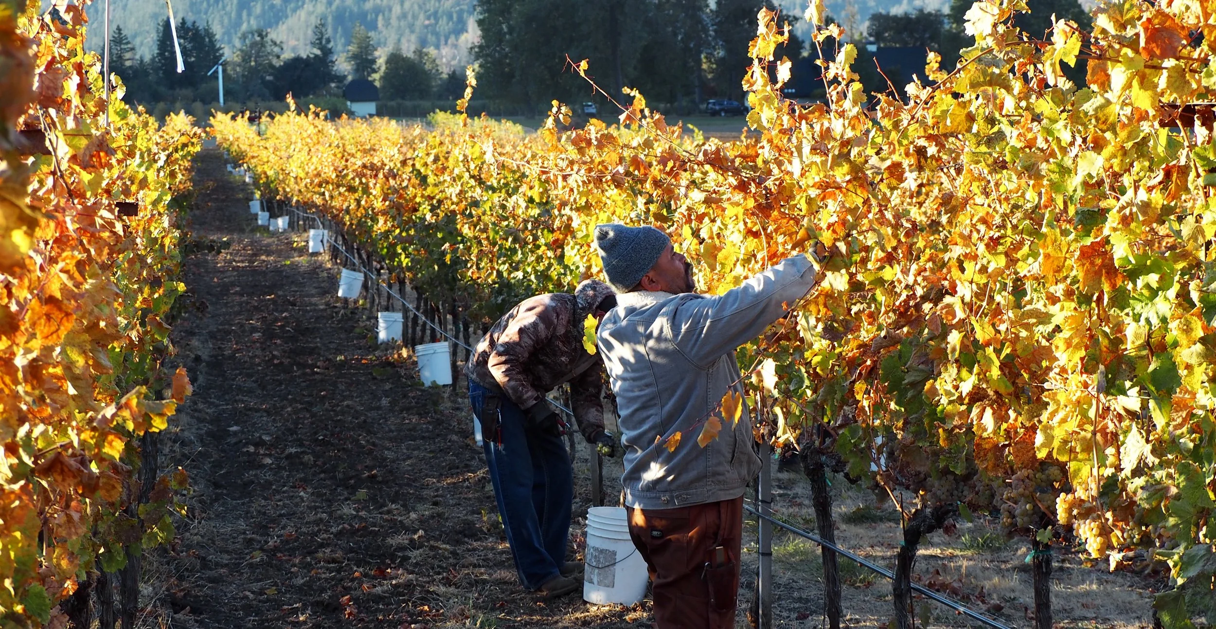 In a biodynamic vineyard, the leaves are fully turned color and falling off when it is time to pick the fruit. This is the natural cycle of a vine.