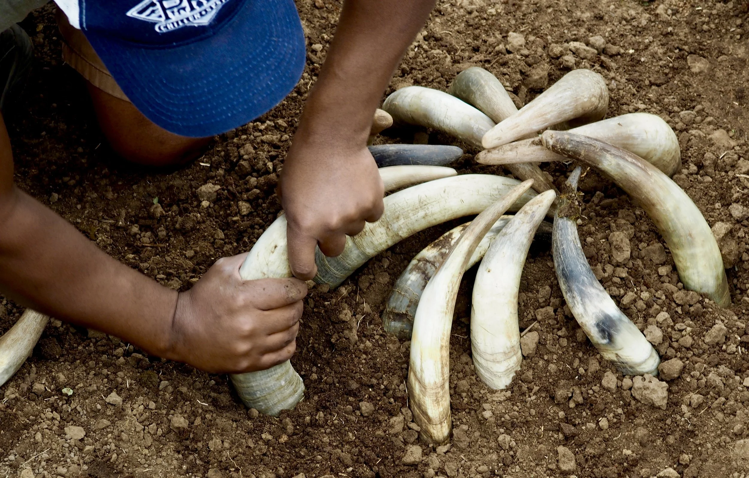 Freshly filled cow horns being prepared to be buried