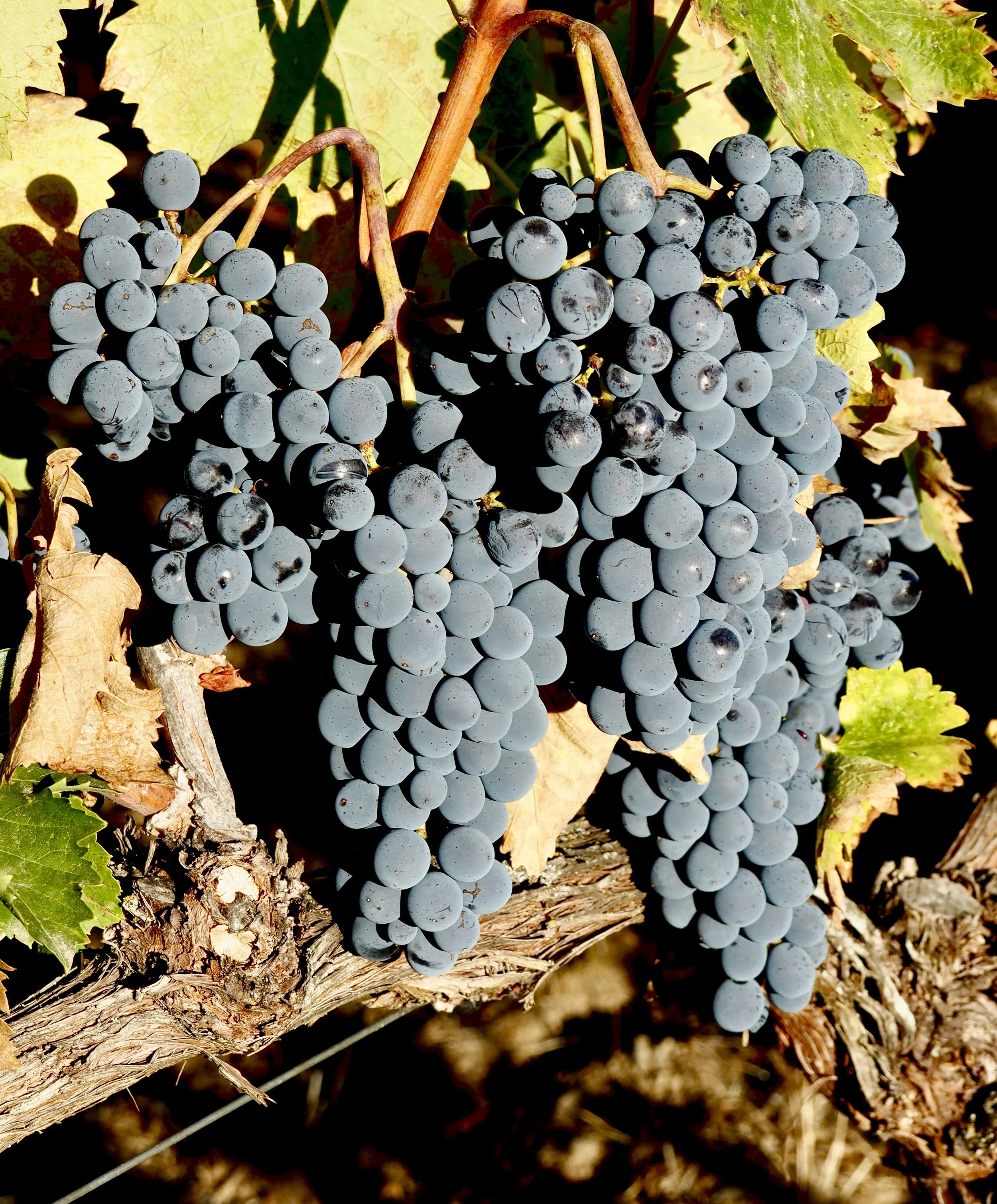 2018-10-10 08.11.06.jpeg