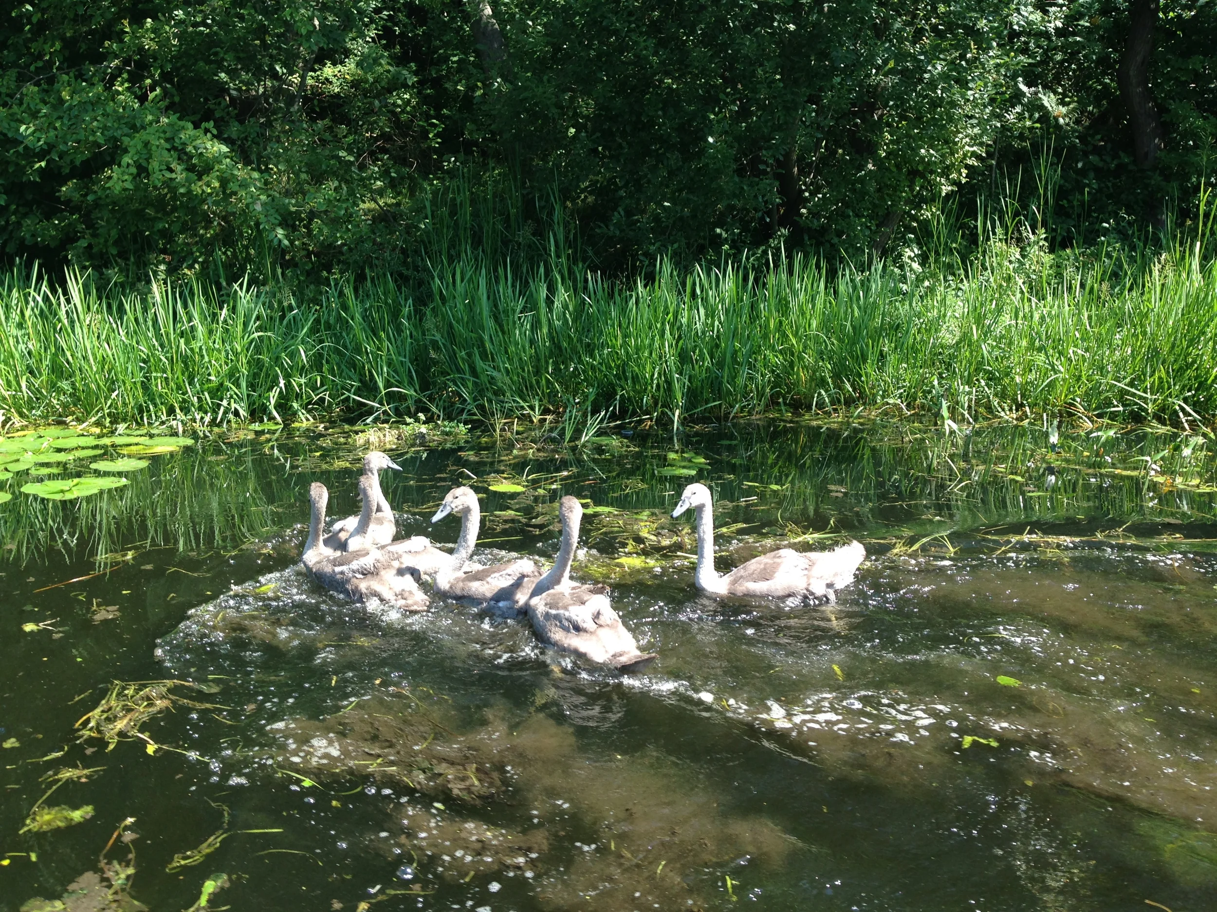 Cygnets in the canal enjoying the sunny weather too