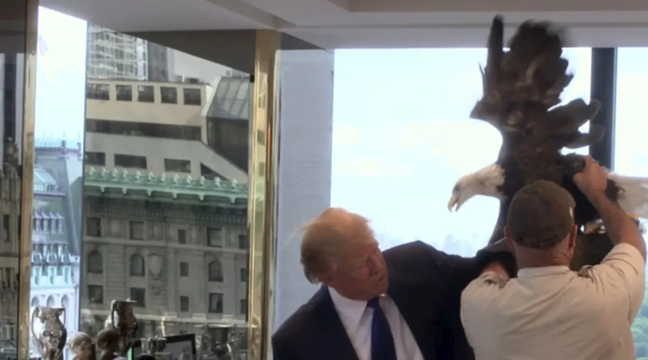 theeconomist :
Republican presidential candidate Donald Trump tries to pose with a bald eagle perched on his arm, during his TIME Magazine Person of the Year cover shoot, (in the end Mr Trump lost out to Angela Merkel for the title). The handout image taken from video shot last August, was provided by the publication on December 10th 2015. In the video clip the bird, America’s national symbol, objects to posing and lunges at Mr Trump several times. Credit: Reuters/TIME Magazine