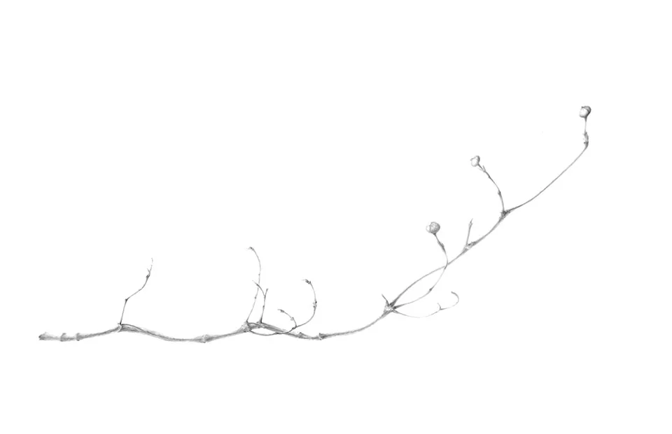 Do a quick sketch of your limb with positioned on the paper in a well composed format. Consider a sketch that reveals the spatial quality of the limb.&nbsp;