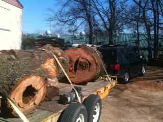 old_cherry_tree.jpg