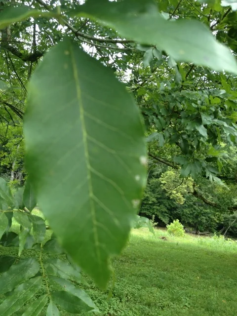 walnut tree leaf - cypress creek, alabama
