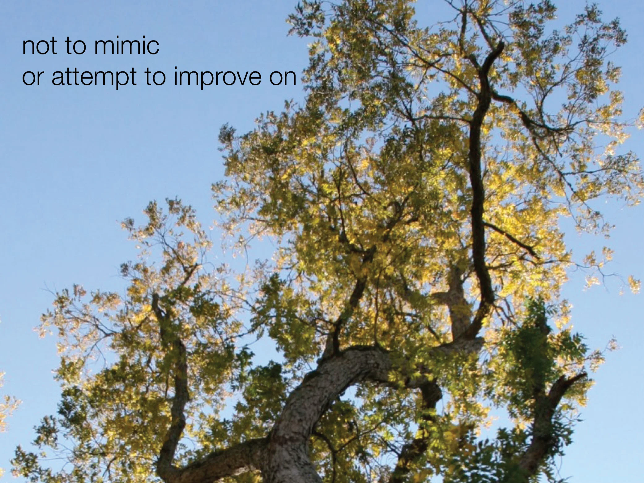 4c1natural edge-01.jpg