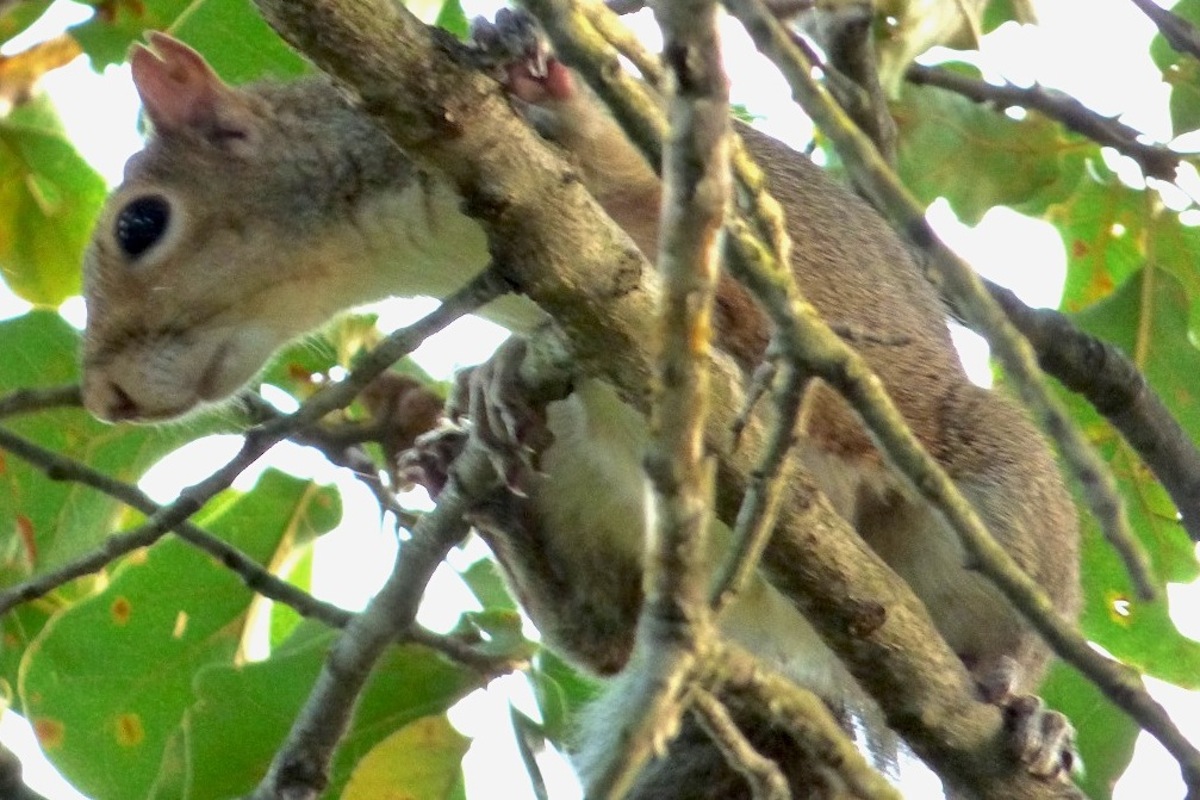 squirrel closeup.JPG