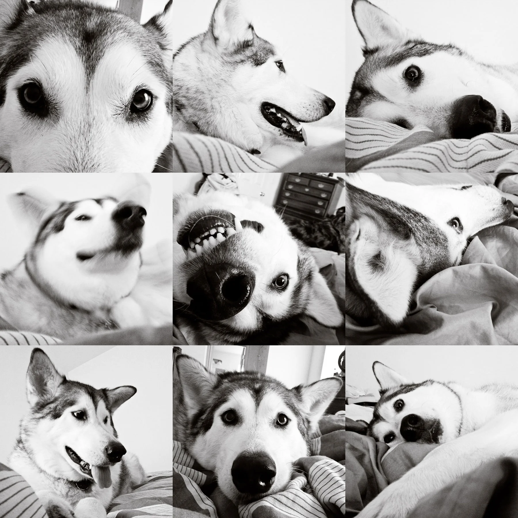 Faces-of-Kinley.jpg