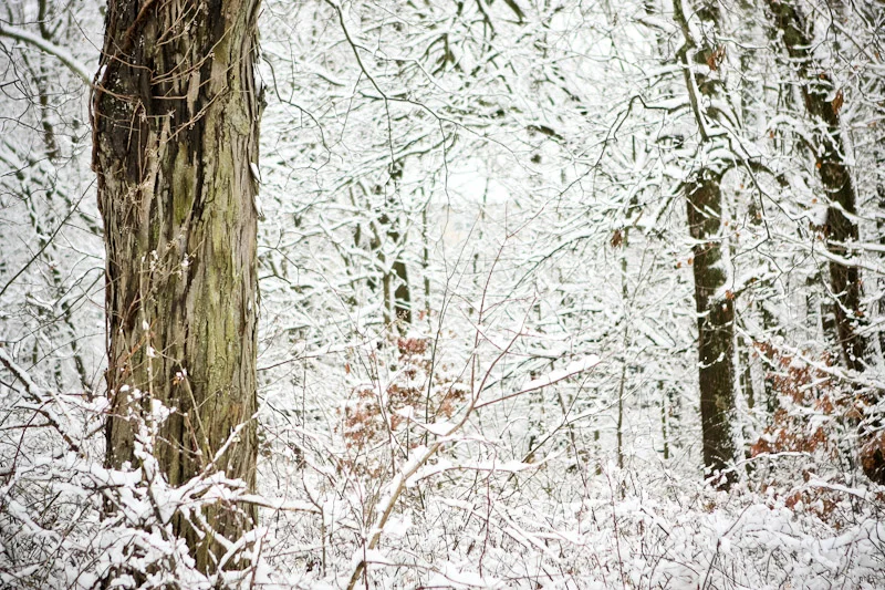 Snow covered woods in December